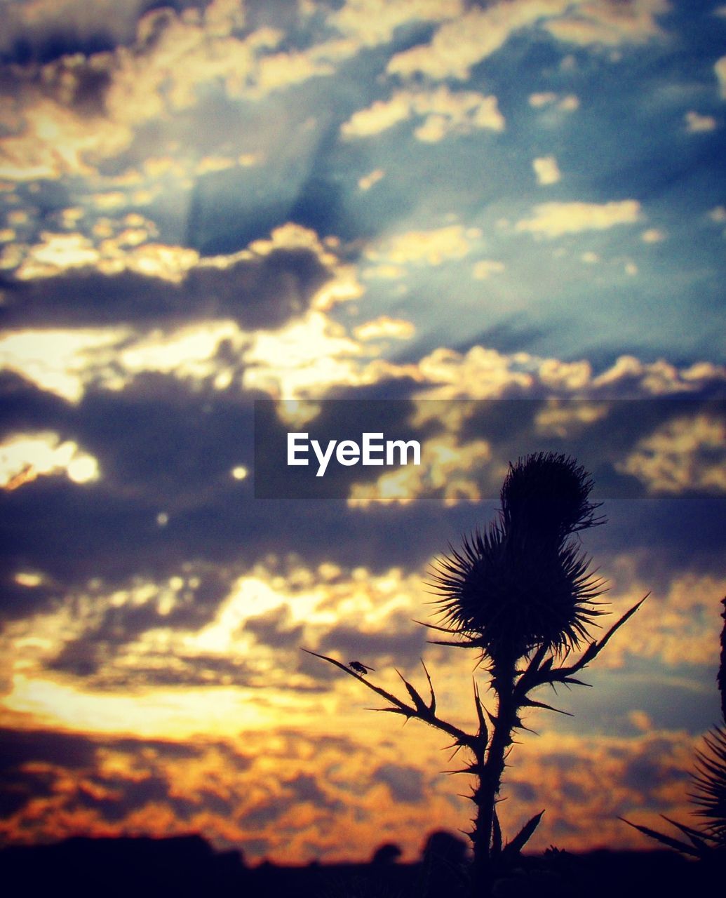 Low angle view of silhouette plant against cloudy sky during sunset