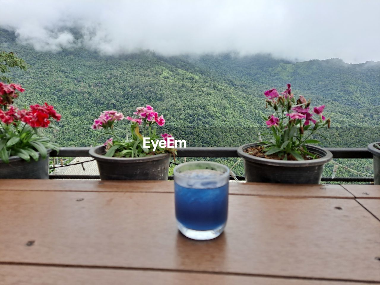 Potted plants on table against mountains