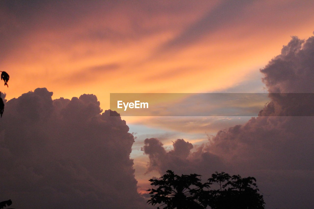 Silhouette trees against sky during sunset