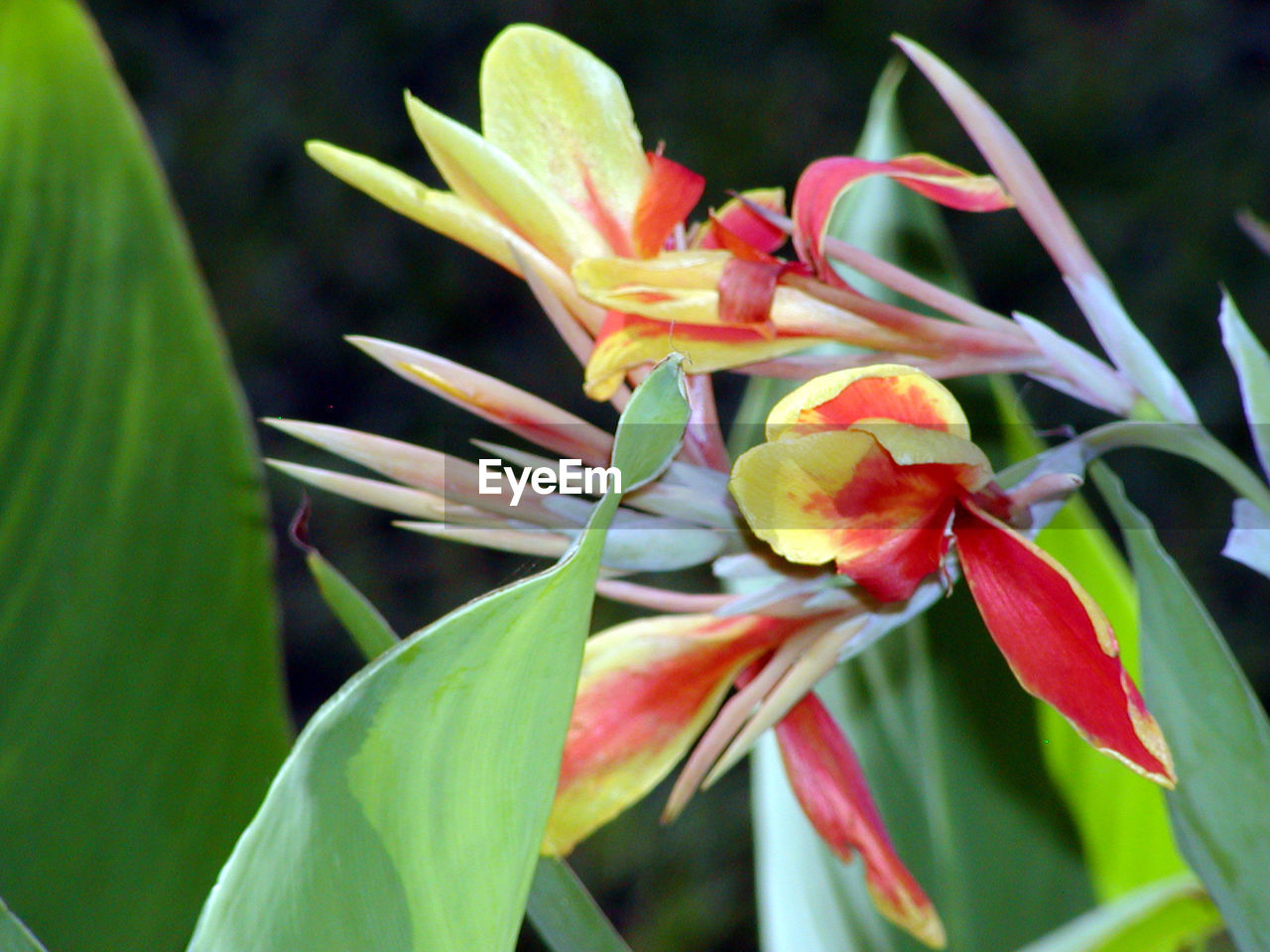 Close-up of red flowering plant