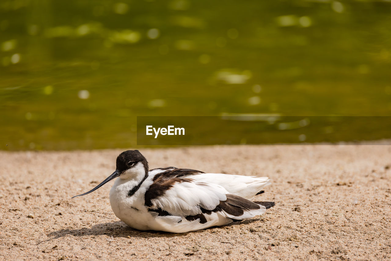 A black and white avocet bird sits in the sand by a pond in sunshine