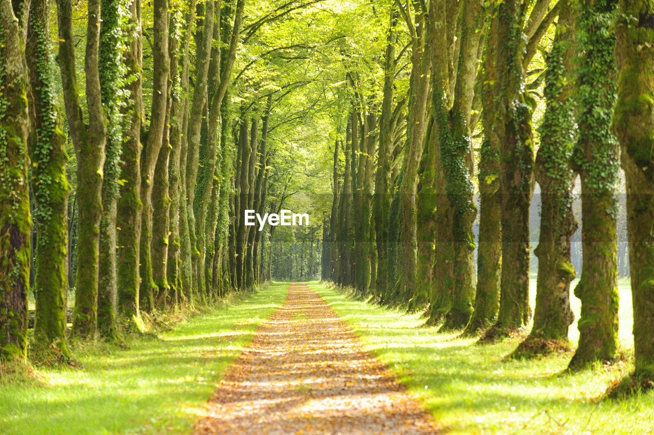 Footpath amidst trees in forest