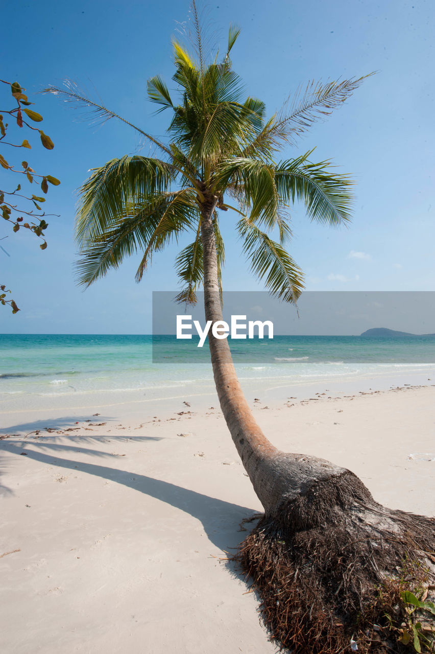 SCENIC VIEW OF PALM TREES ON BEACH AGAINST SKY