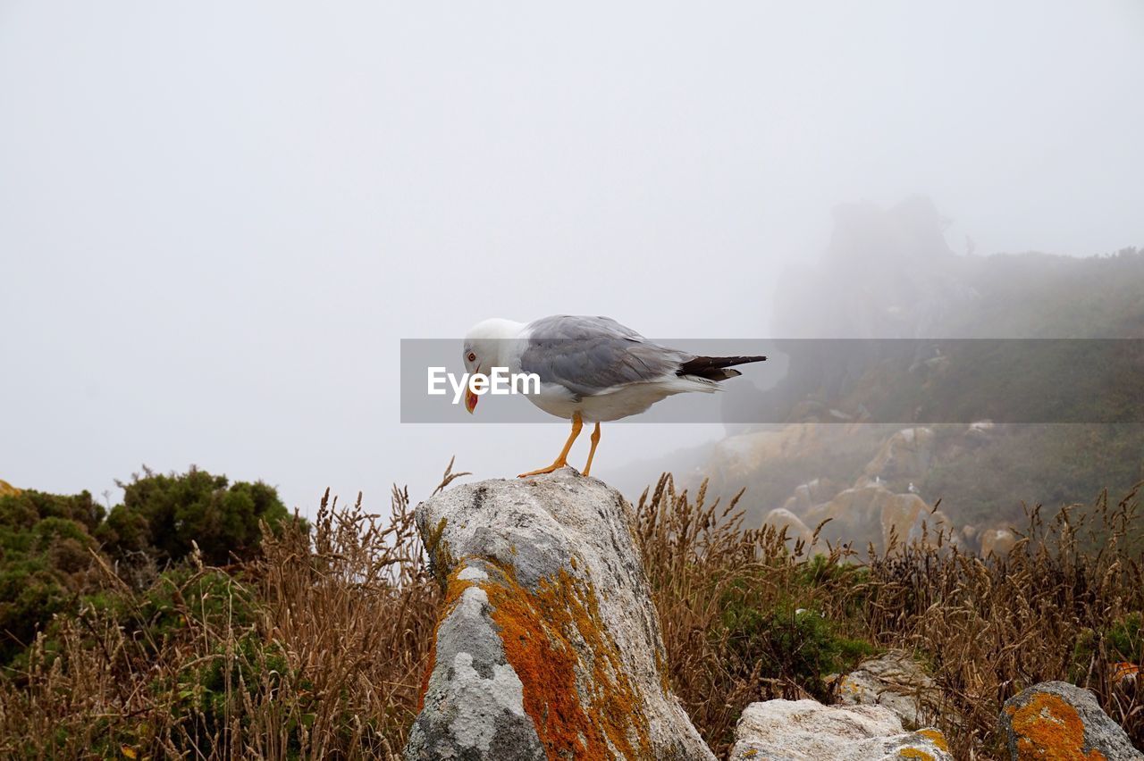 Close-up of seagull perching on rock against mountain during foggy weather