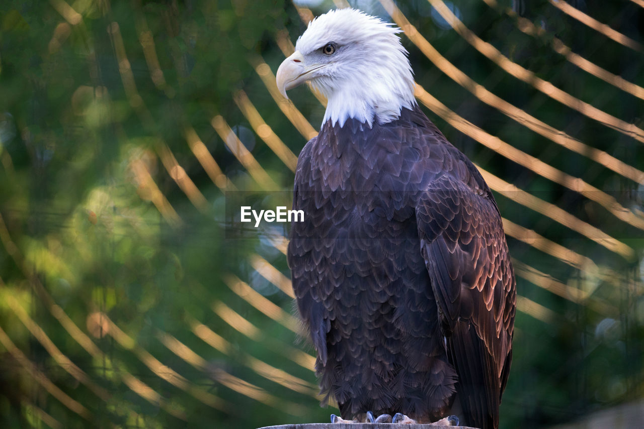 CLOSE-UP OF OWL PERCHING ON TREE