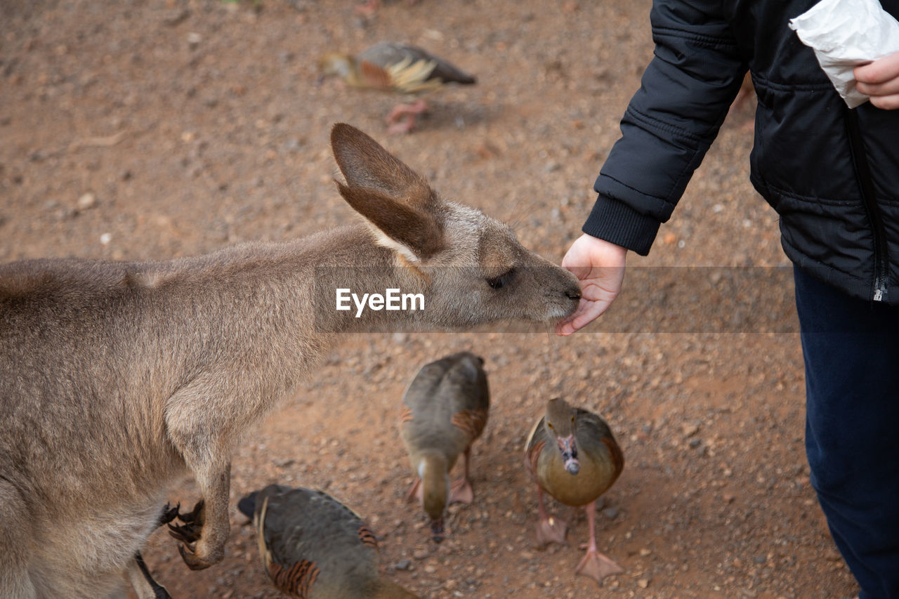 High angle view of man feeding kangaroo 