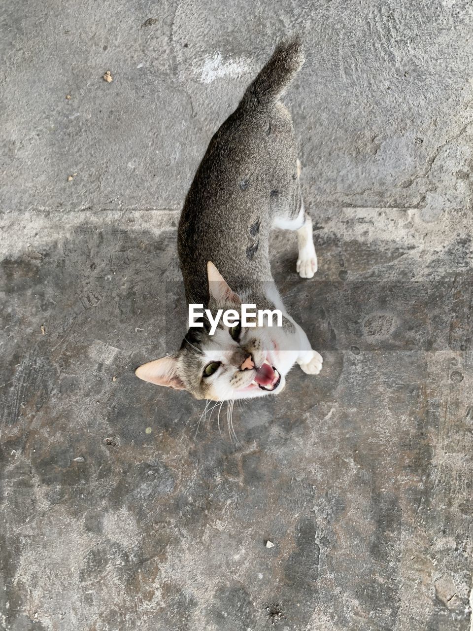 HIGH ANGLE VIEW OF CAT RESTING ON A FLOOR