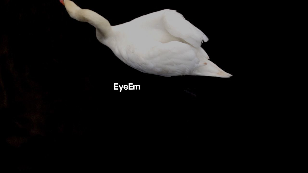 High angle view of swan swimming on lake at night