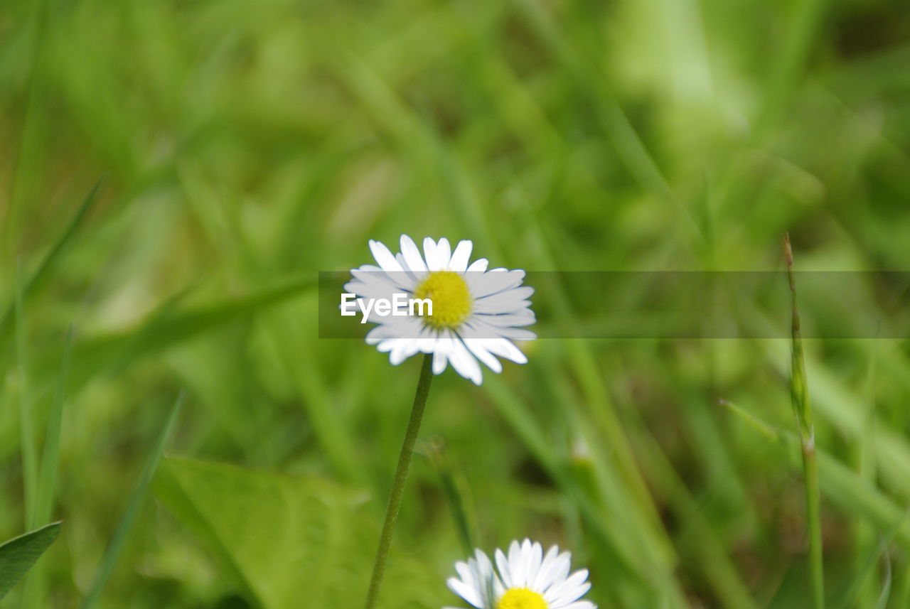 Close-up of white flower blooming outdoors