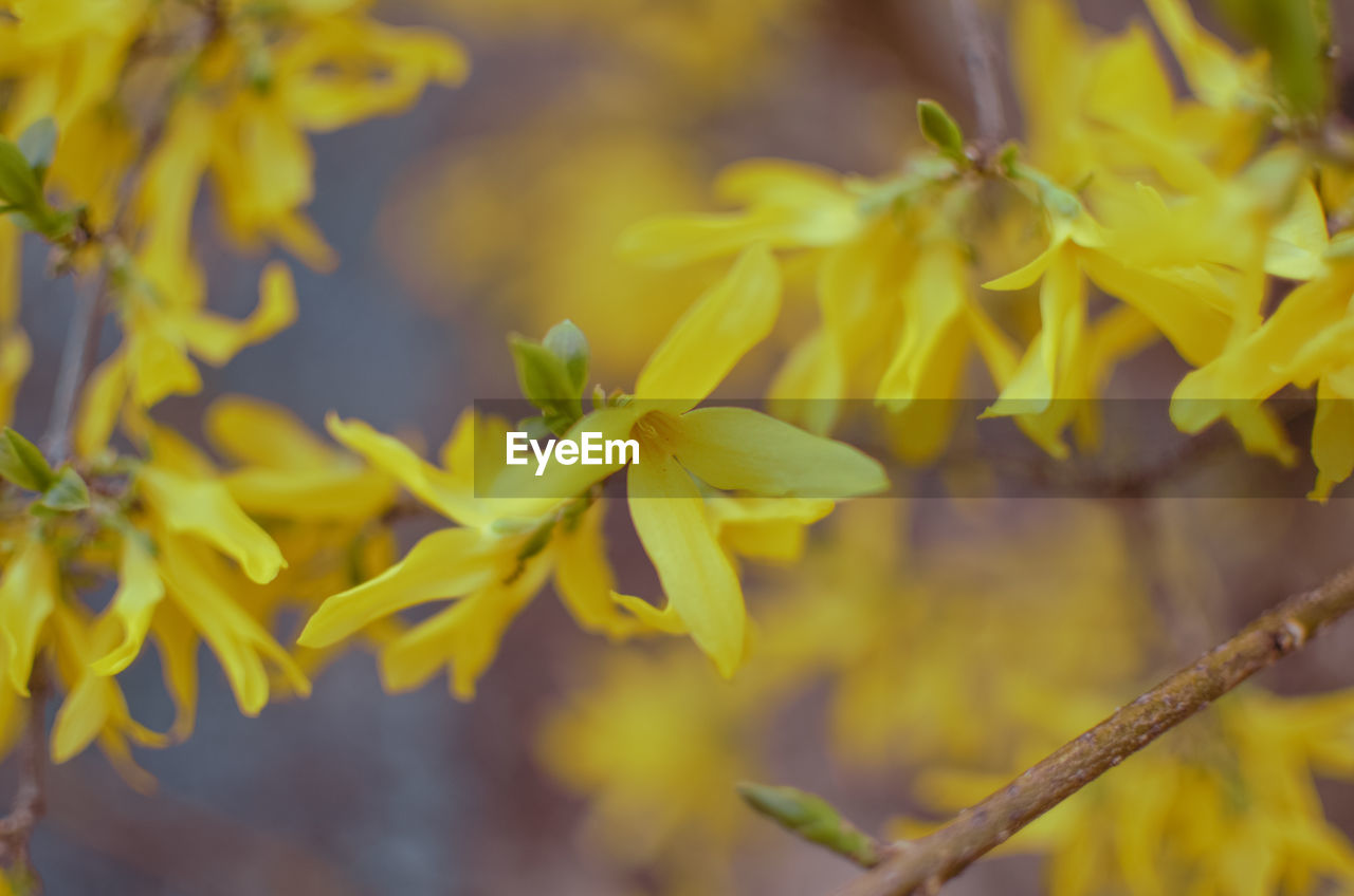 CLOSE-UP OF YELLOW FLOWERING PLANT DURING AUTUMN