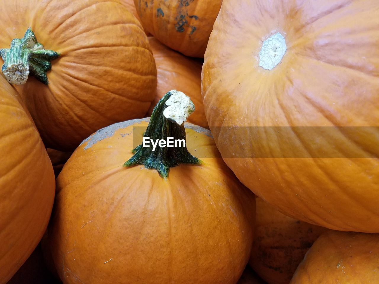 Close-up of pumpkins