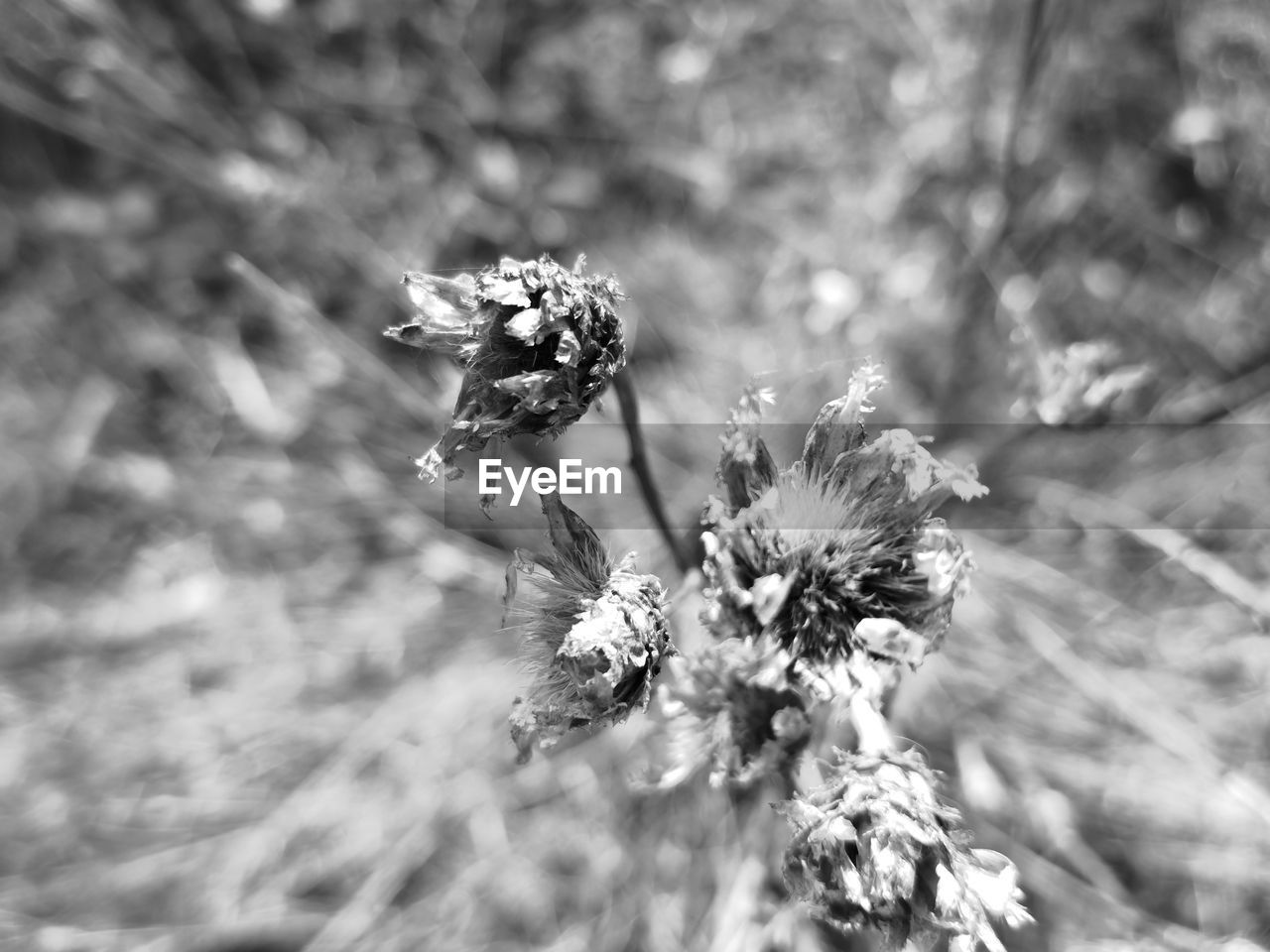 CLOSE-UP OF WILTED PLANT