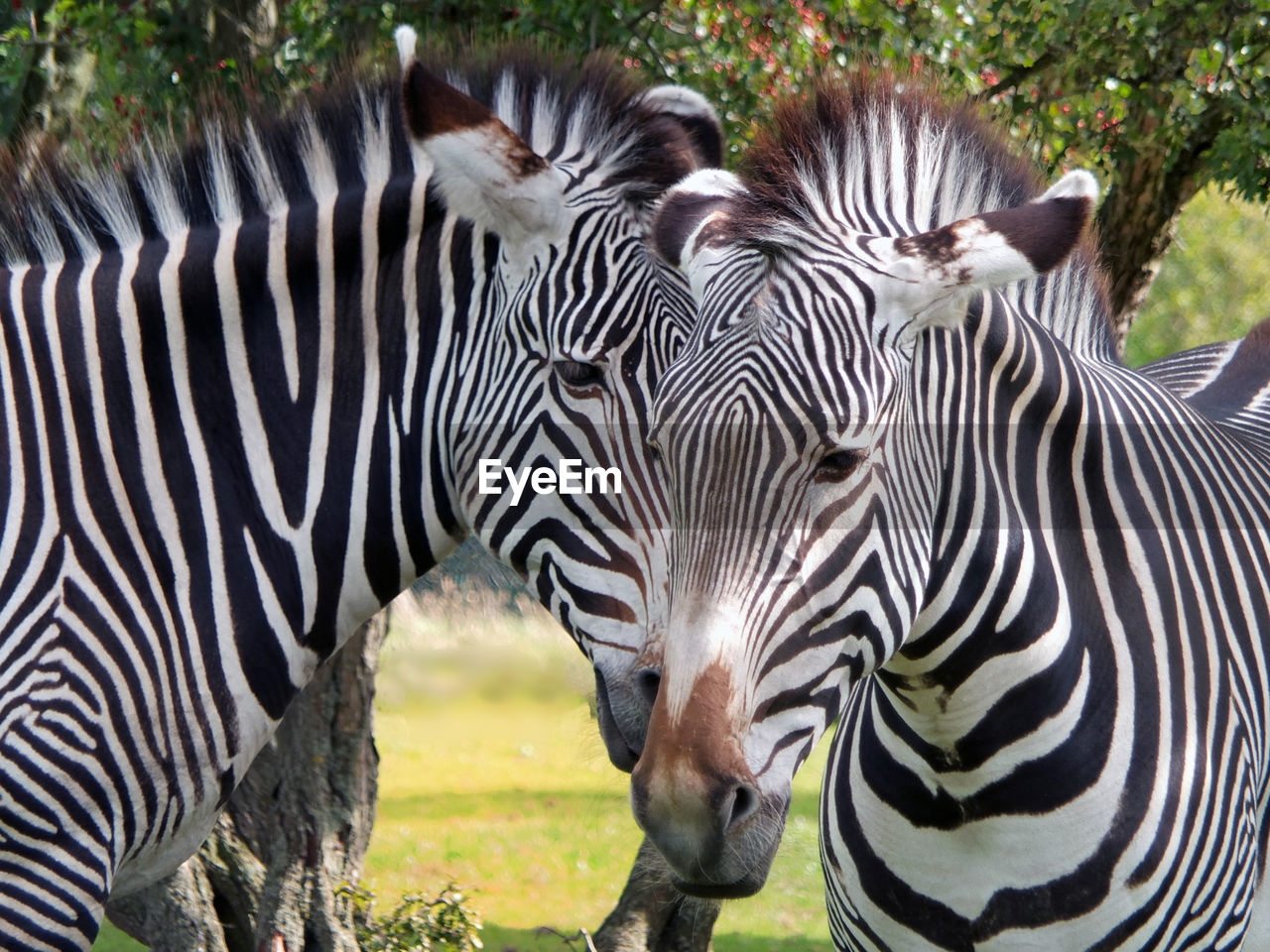 VIEW OF TWO ZEBRAS STANDING IN A ZEBRA