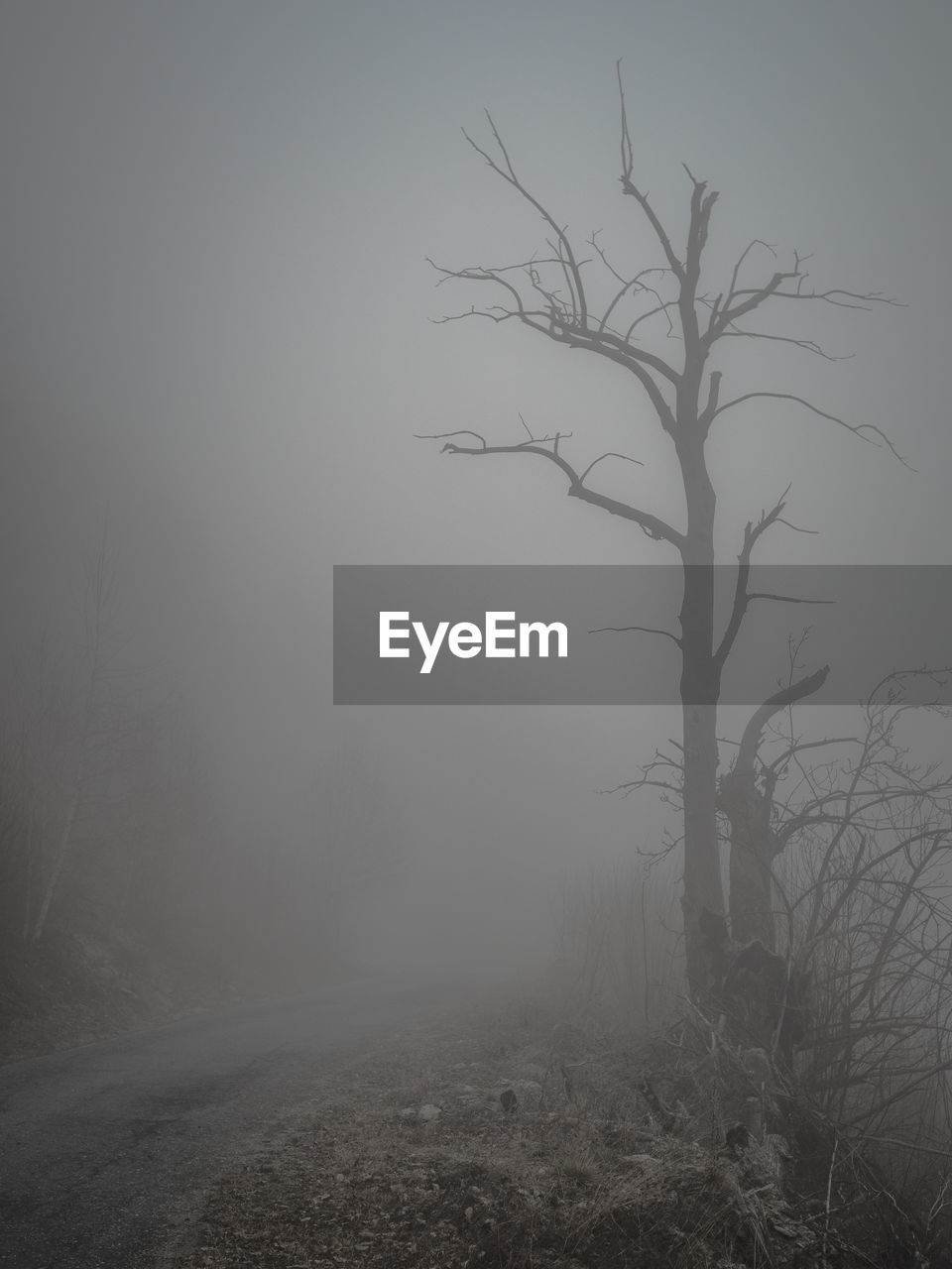Bare tree on landscape against sky during foggy weather