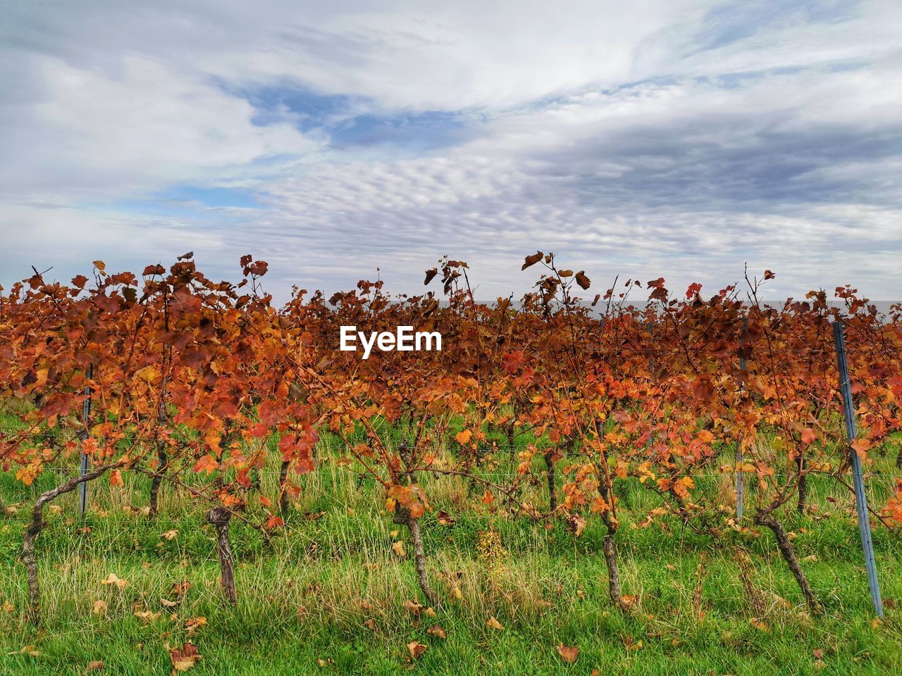 Plants growing on field against sky