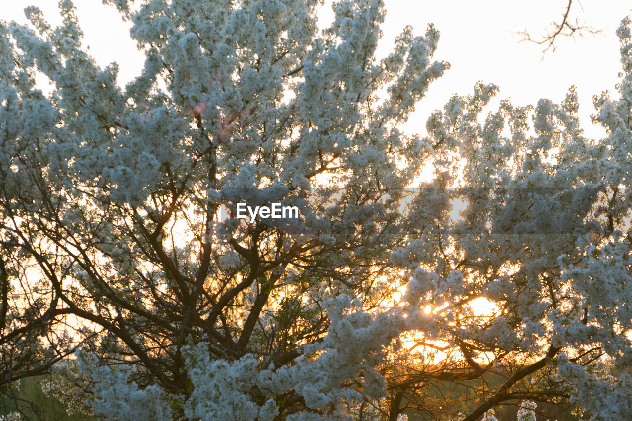 LOW ANGLE VIEW OF TREE