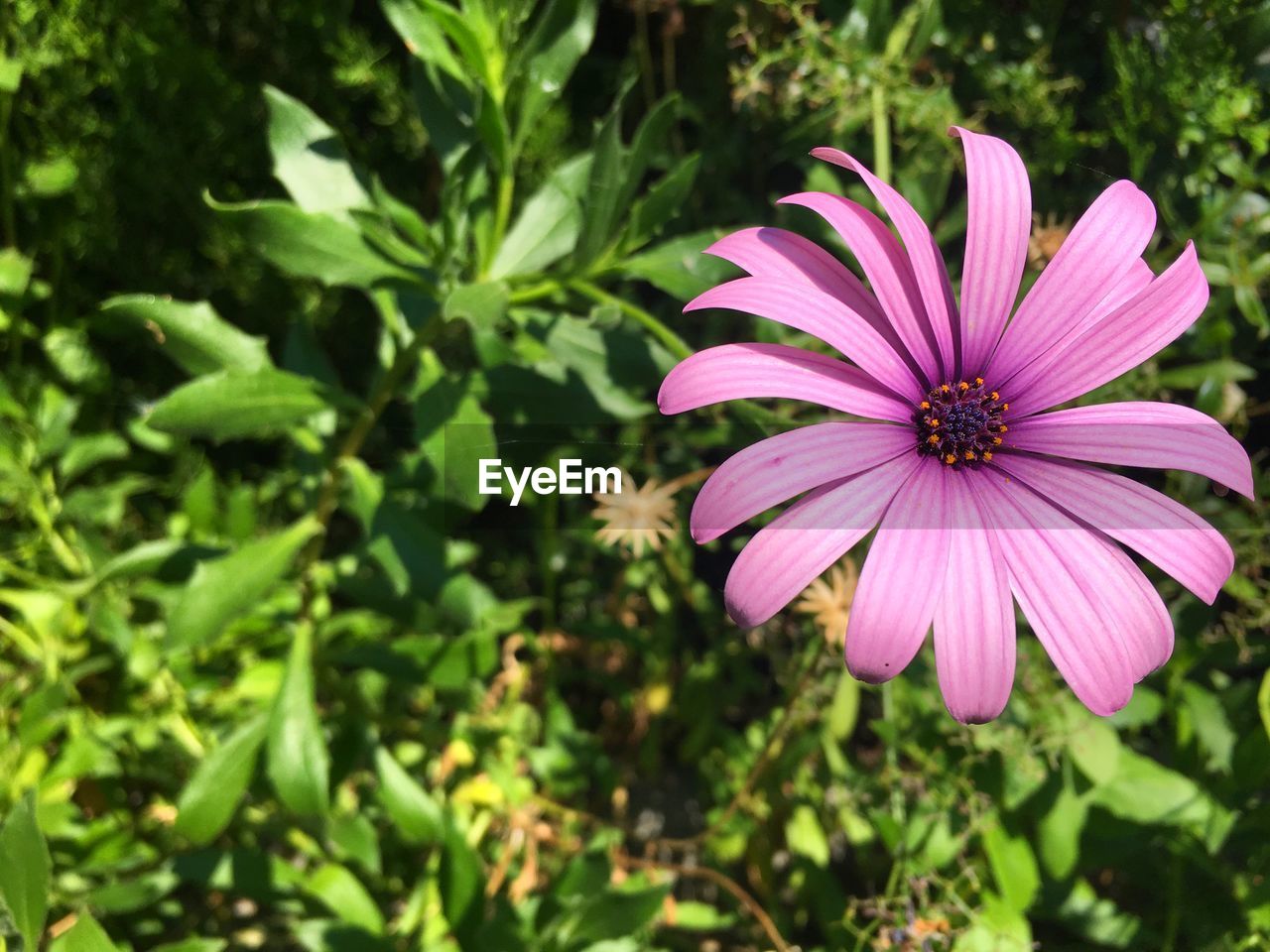 CLOSE-UP OF PINK DAISY FLOWER