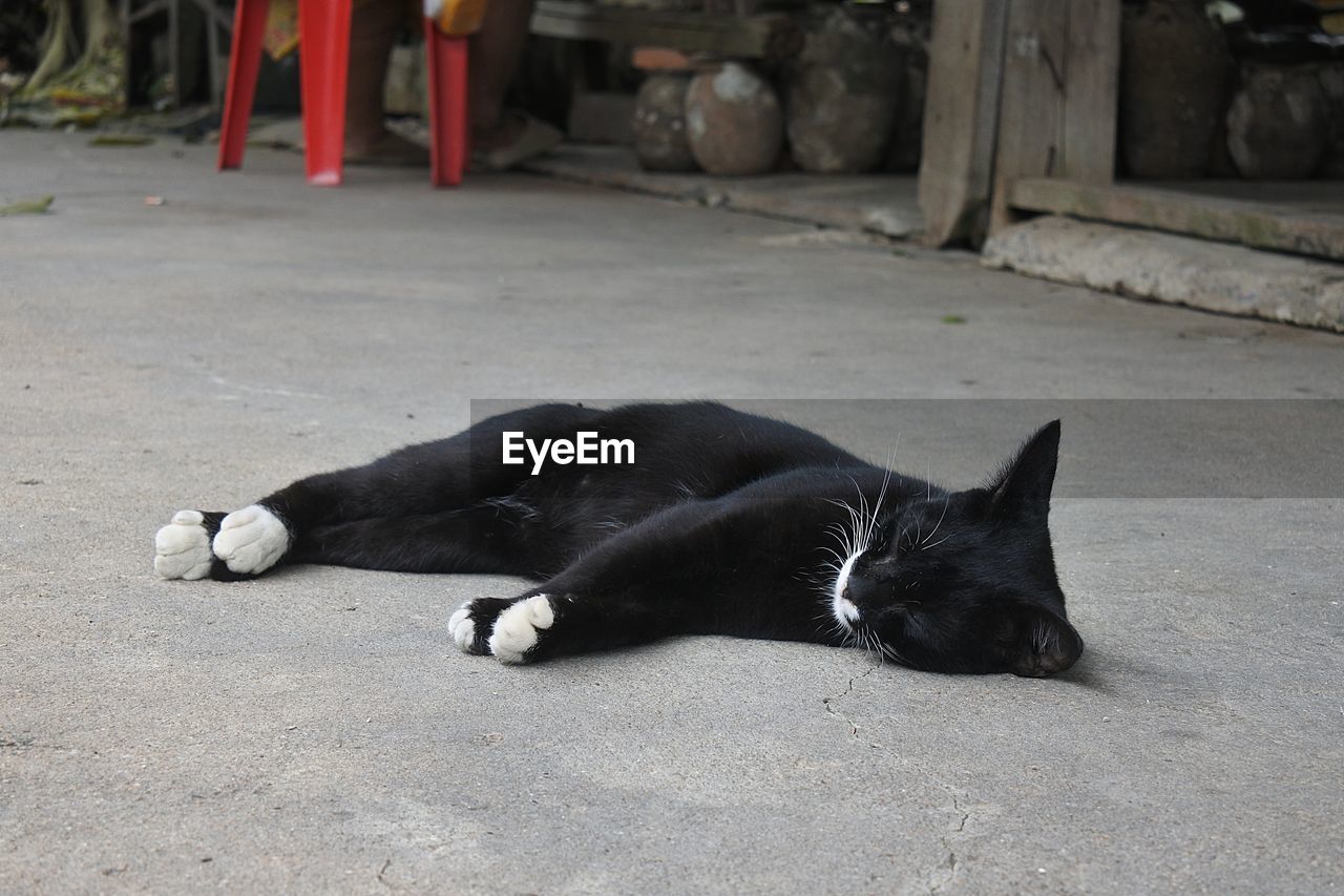 BLACK CAT SLEEPING ON A FOOTPATH