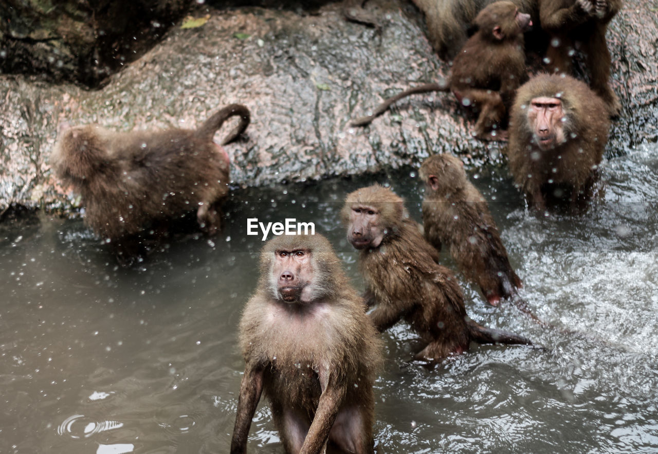 Monkeys in water