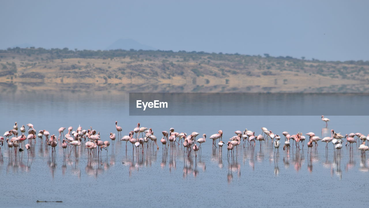 Flock of flamingos in lake against sky, lake magadi, rift valley, kenya 