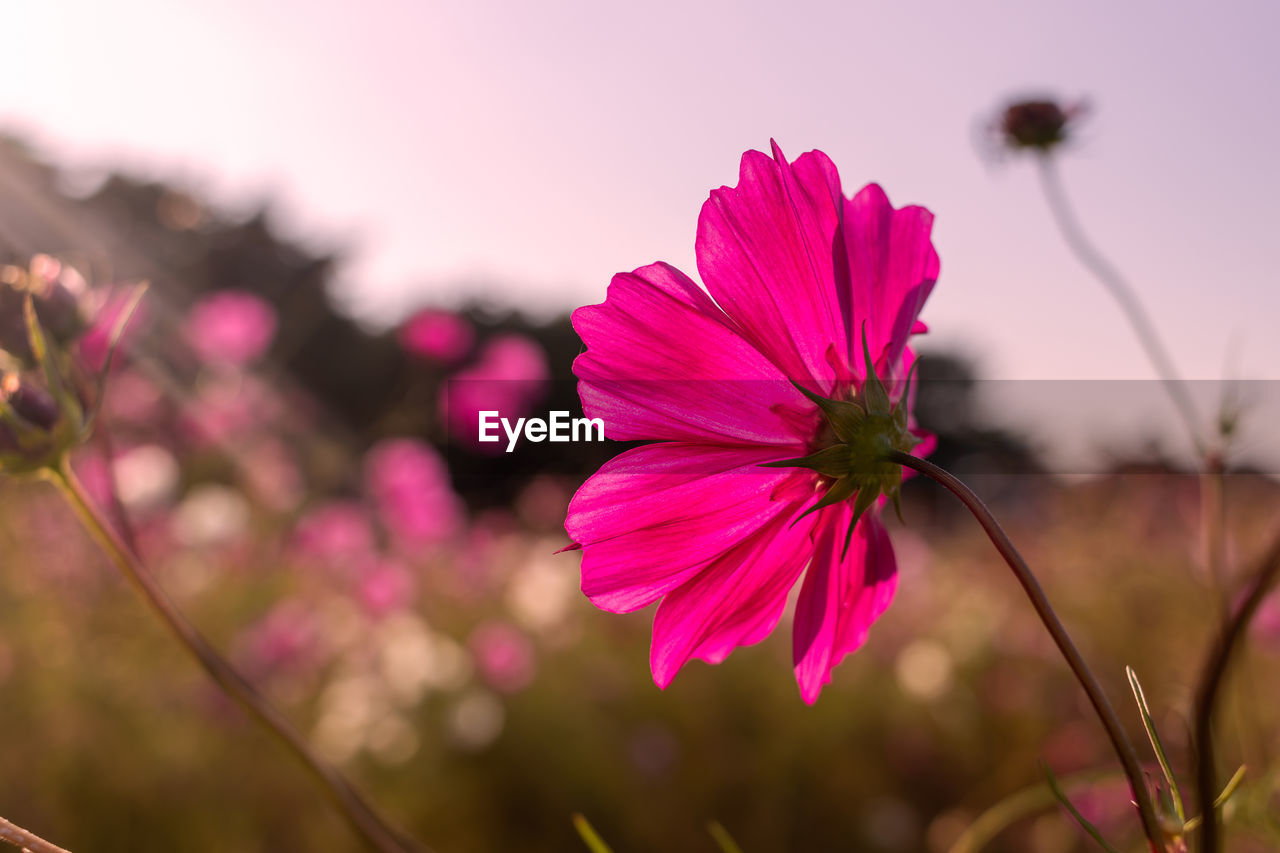 flower, flowering plant, plant, beauty in nature, freshness, pink, nature, macro photography, garden cosmos, blossom, petal, close-up, flower head, sky, cosmos, inflorescence, focus on foreground, landscape, no people, magenta, fragility, growth, wildflower, outdoors, environment, multi colored, summer, springtime, plant stem, botany, sunset, purple, cosmos flower, selective focus, vibrant color, tranquility, sunlight, land, social issues, field, defocused, scenics - nature