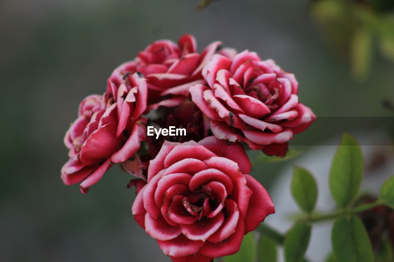 Close-up of pink roses