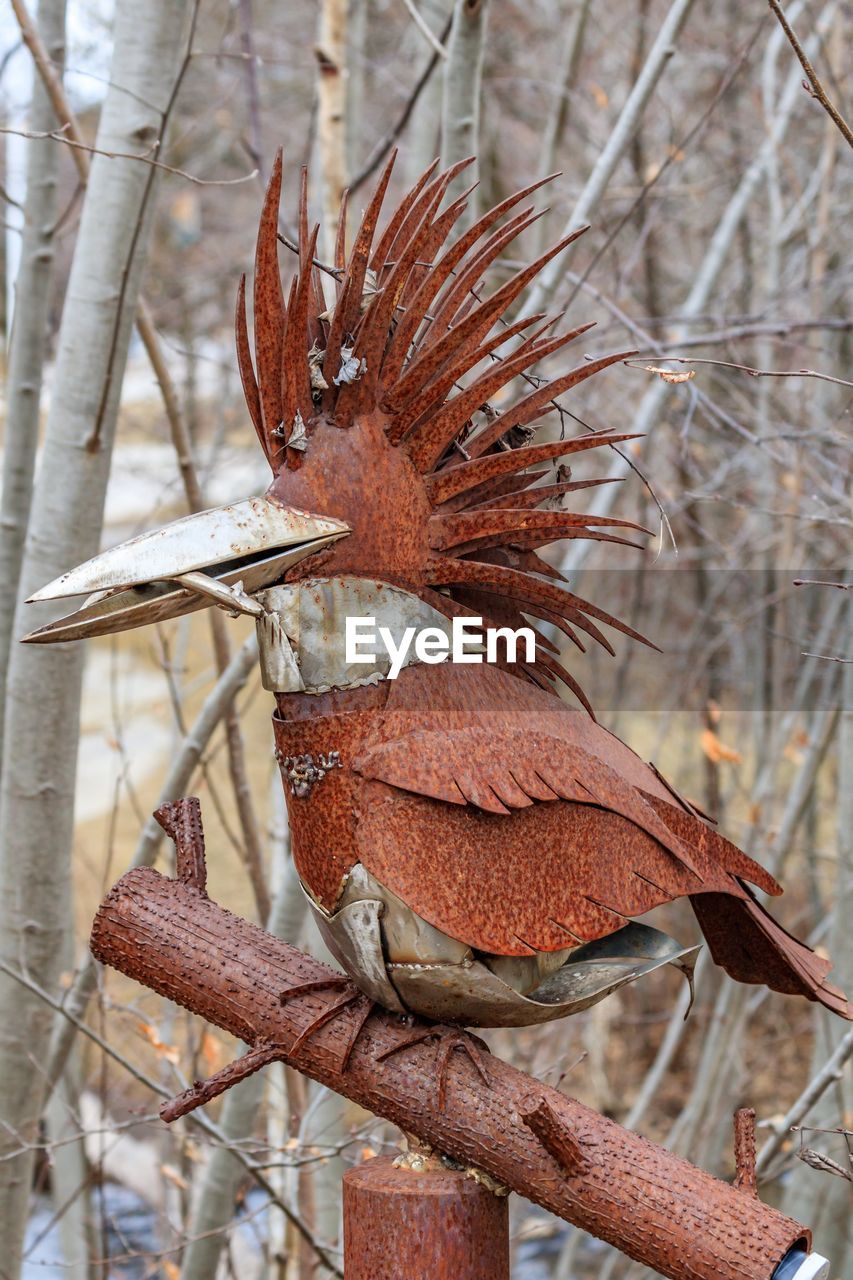 CLOSE-UP OF SPARROW PERCHING ON TREE