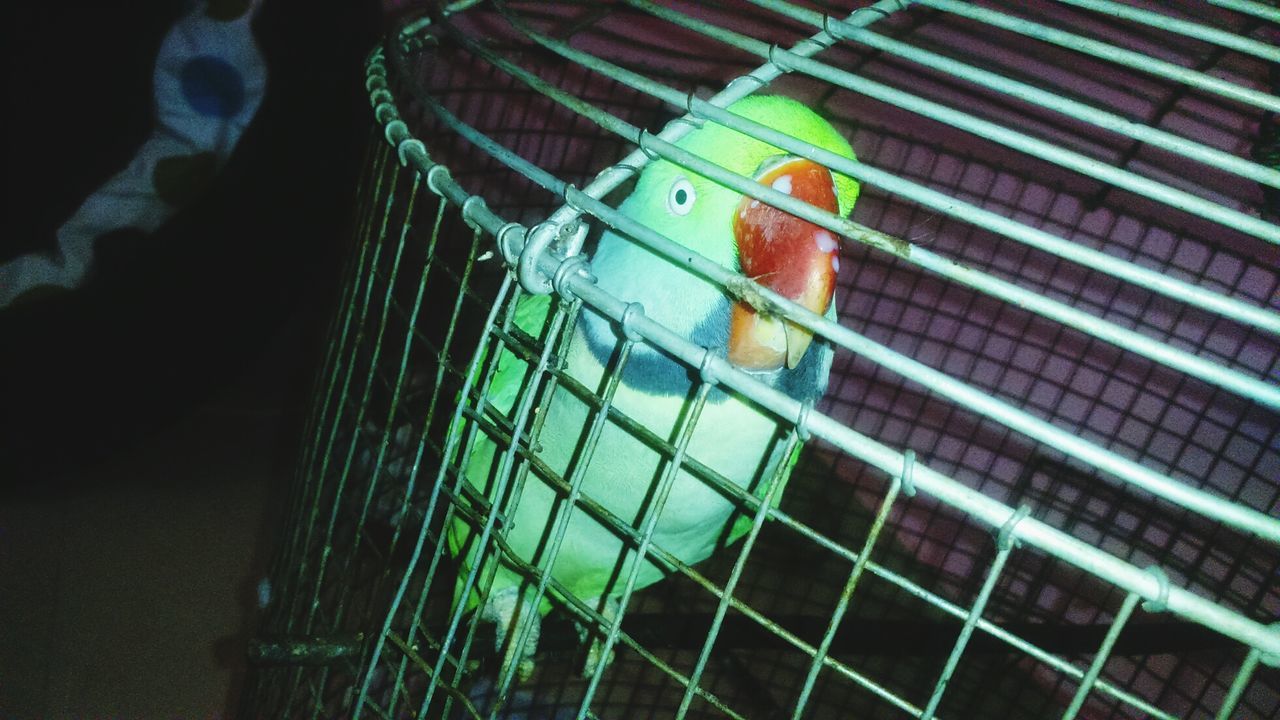 BIRD PERCHING IN CAGE