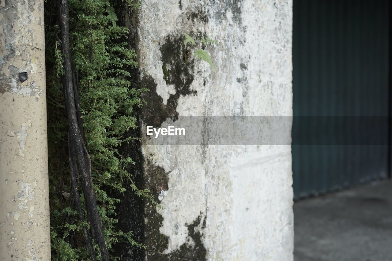 wall, architecture, wall - building feature, no people, built structure, day, plant, outdoors, nature, green, weathered, old, tree, building exterior, growth, close-up, building