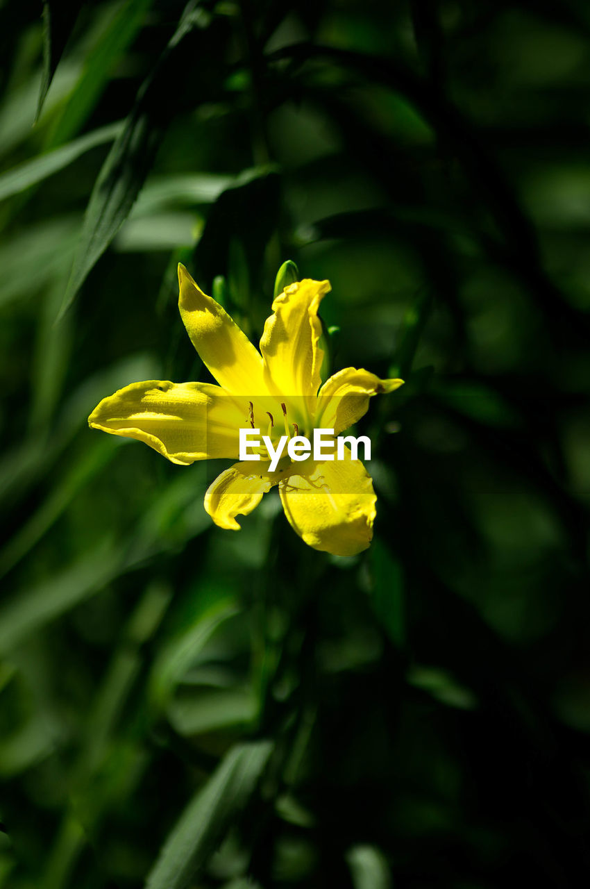 CLOSE UP OF YELLOW FLOWER