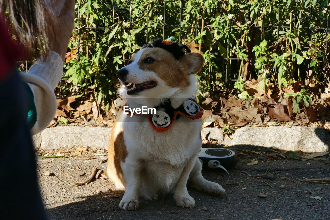 portrait of dog sitting on field