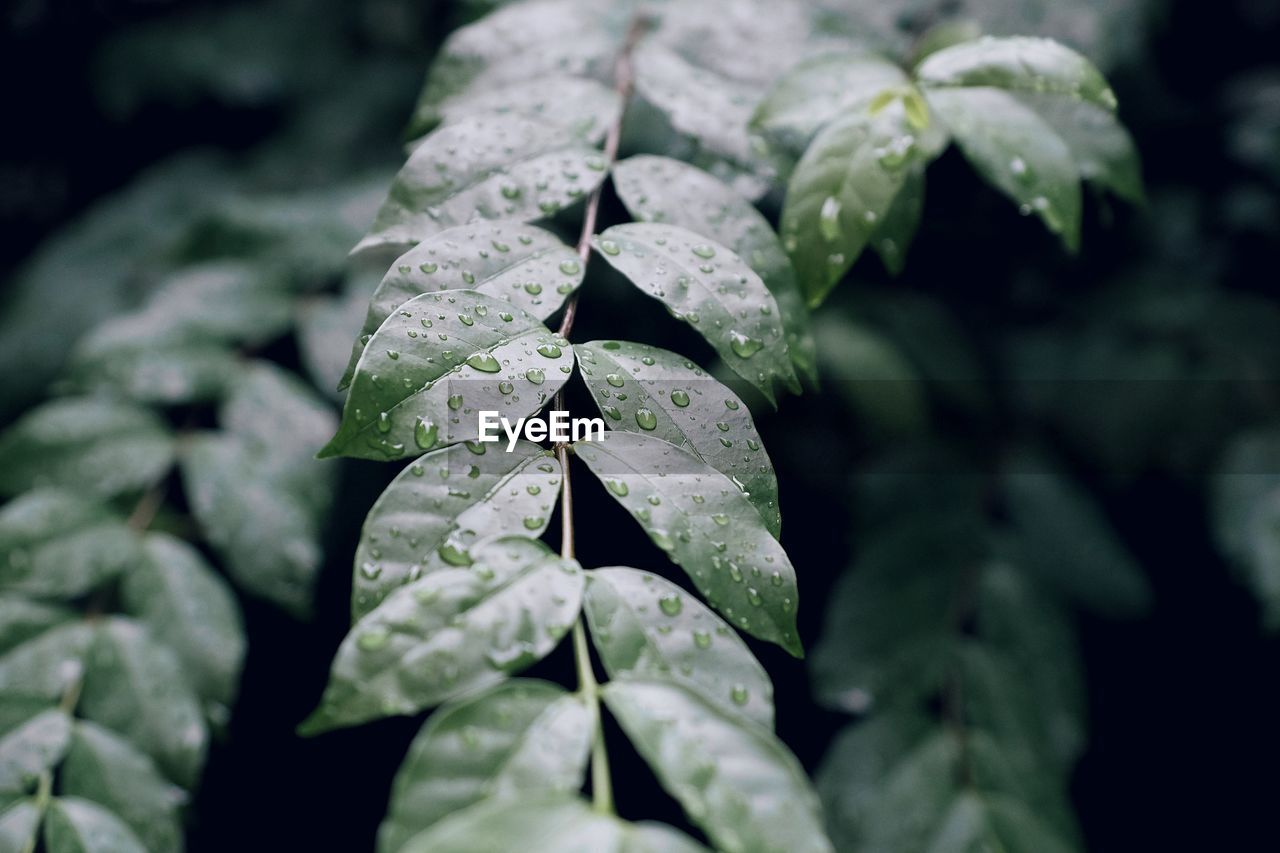 CLOSE-UP OF RAINDROPS ON LEAF