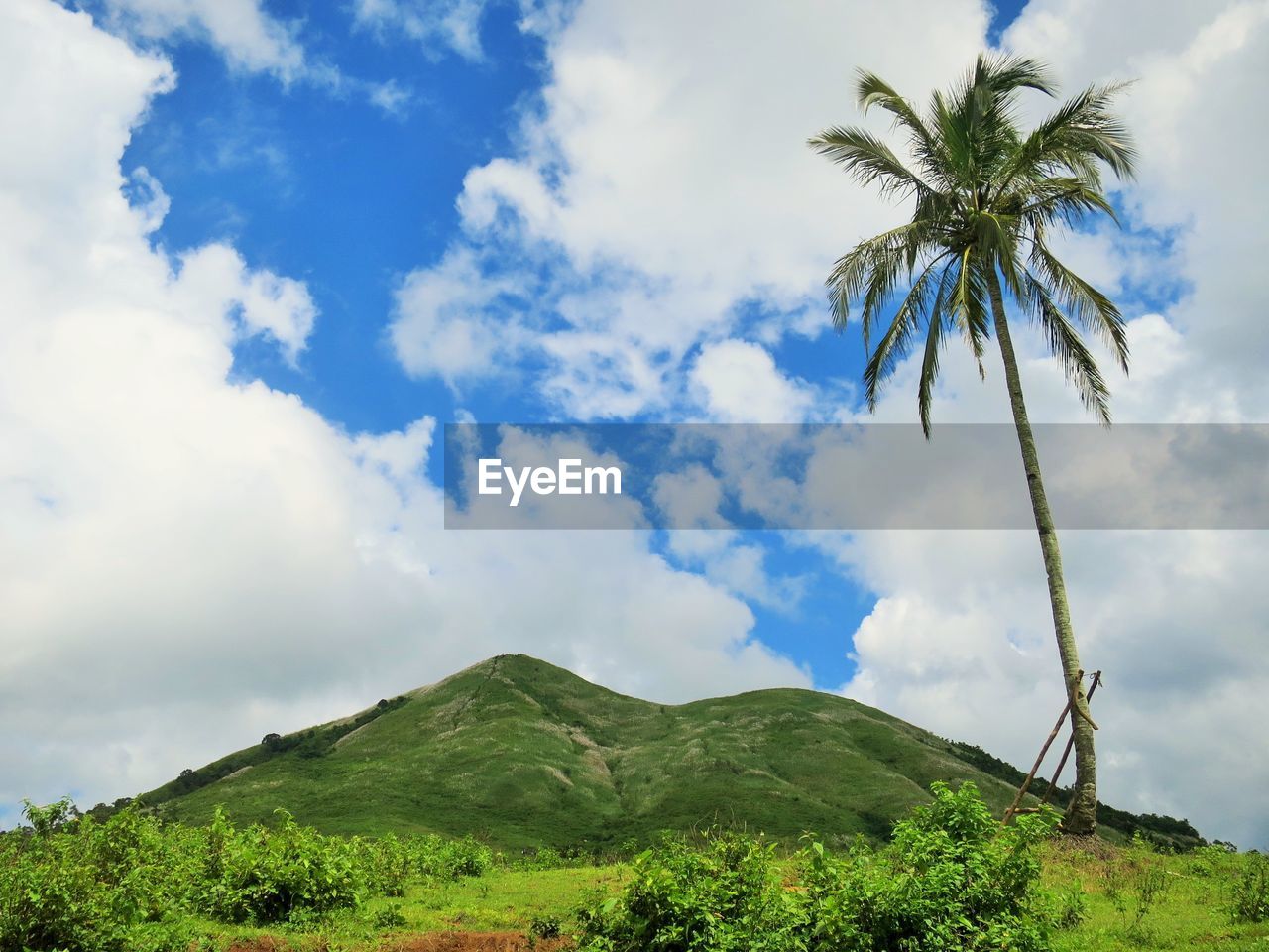 LOW ANGLE VIEW OF TREES AGAINST SKY