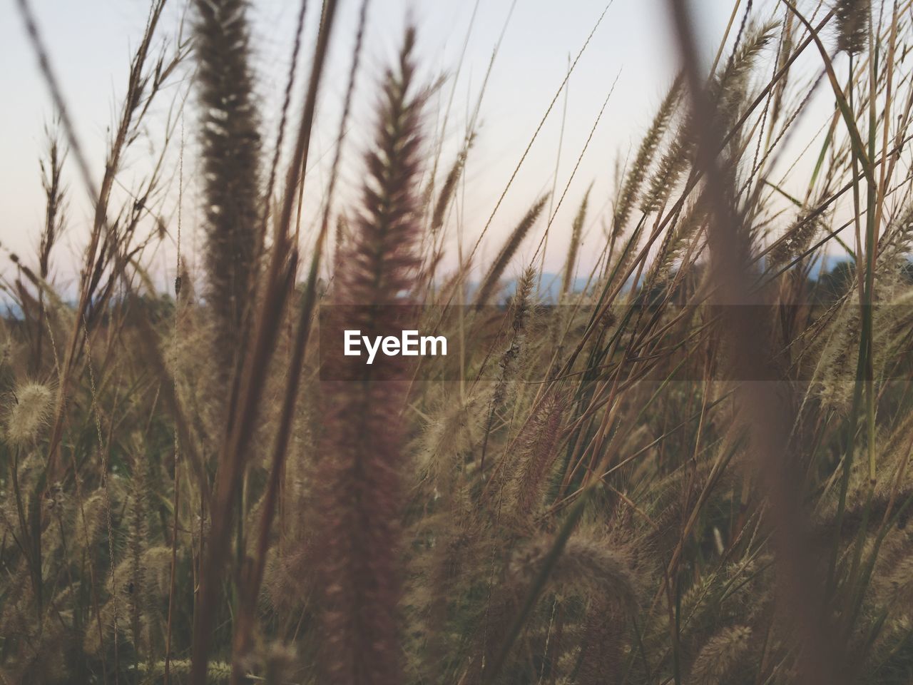 Scenic view of field against cloudy sky