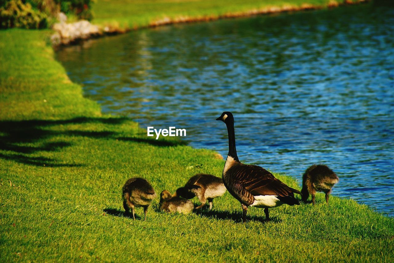 DUCKS ON LAKE