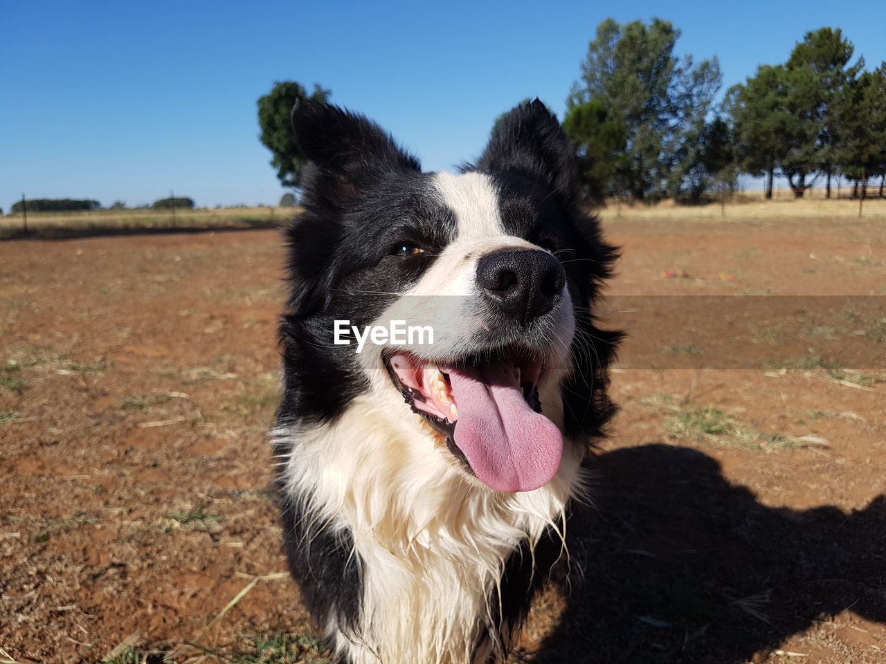 Close-up of dog on field against clear blue sky