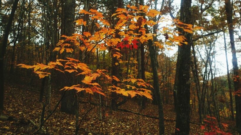 TREES IN FOREST DURING AUTUMN