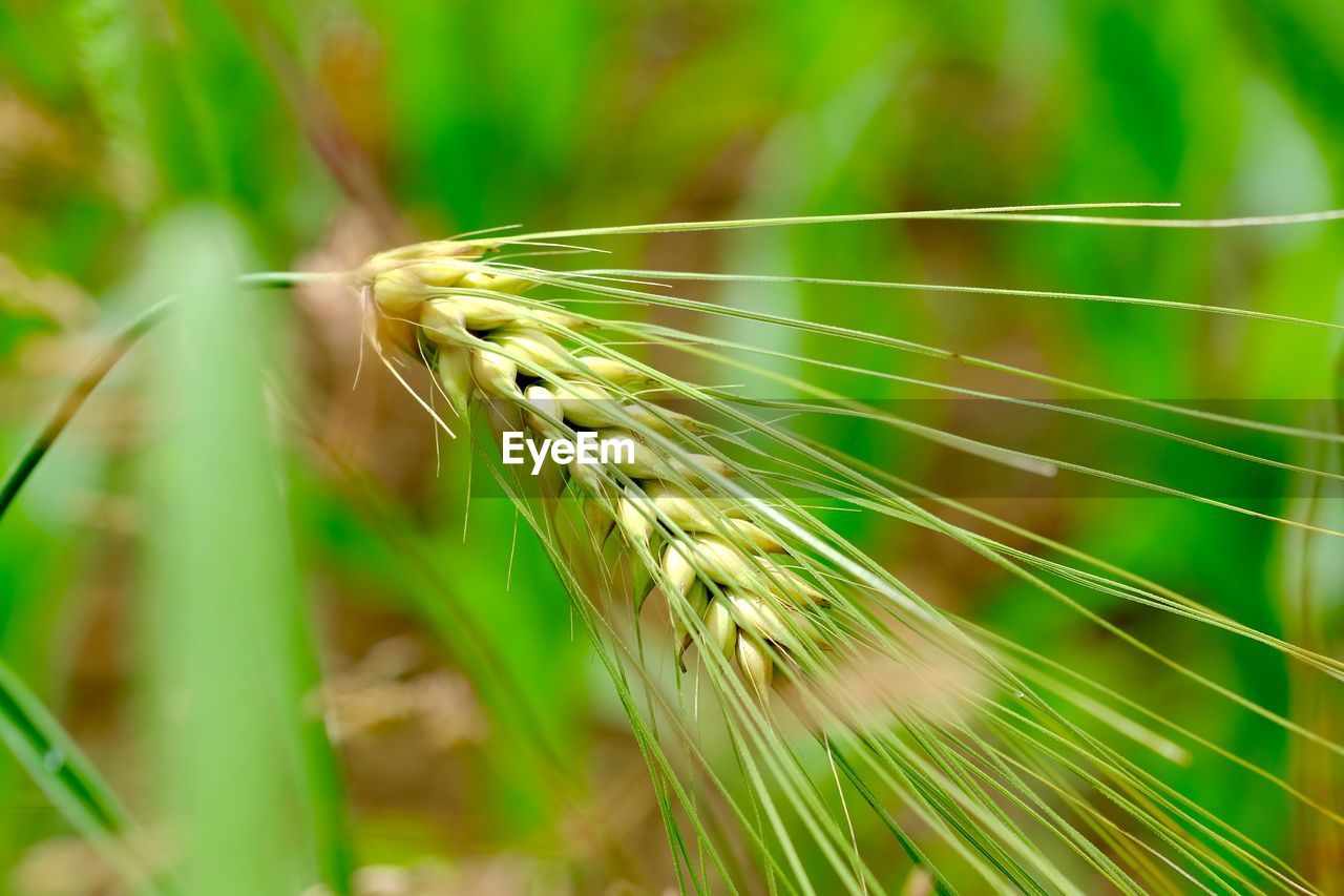 Close-up of oat plant at farm