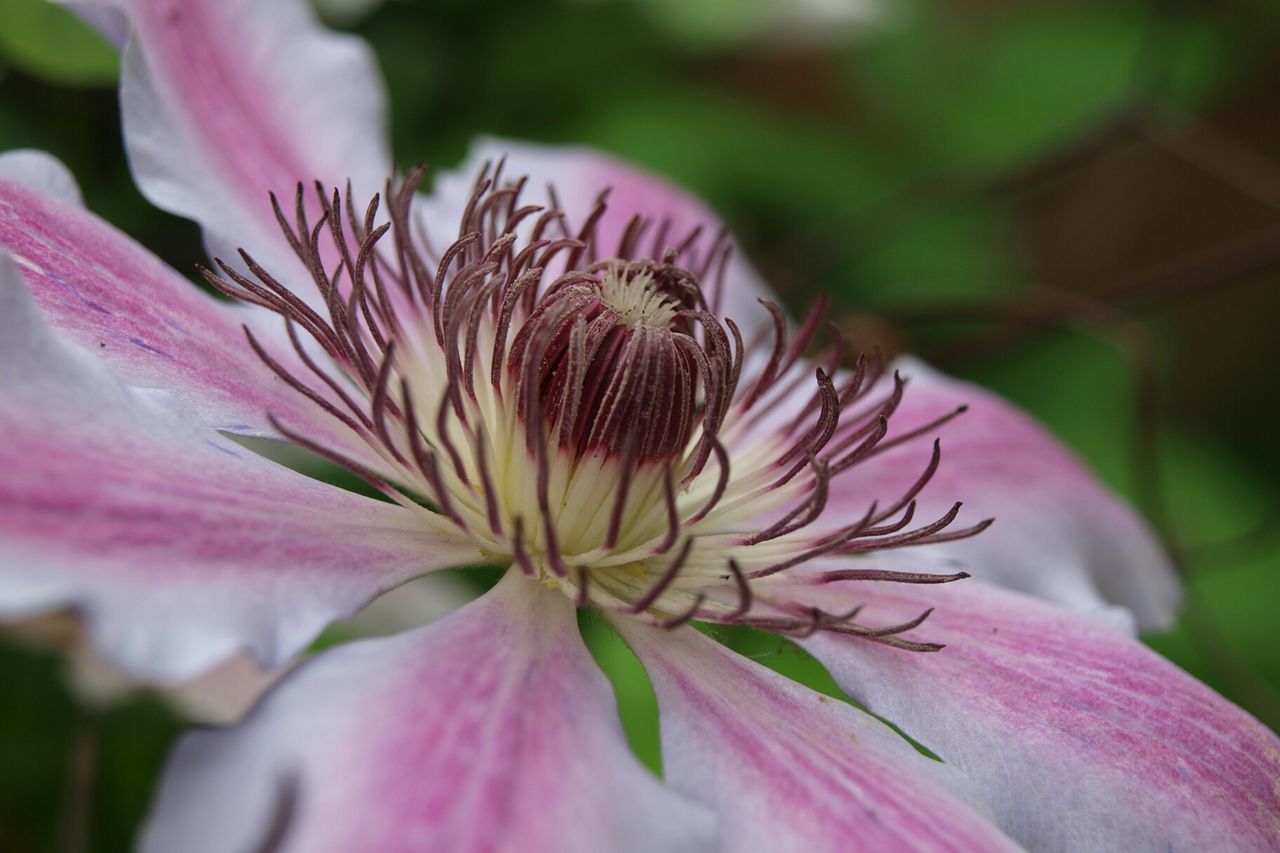 Close-up of pink clematis blooming outdoors