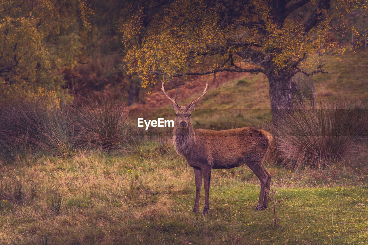 DEER STANDING IN GRASS