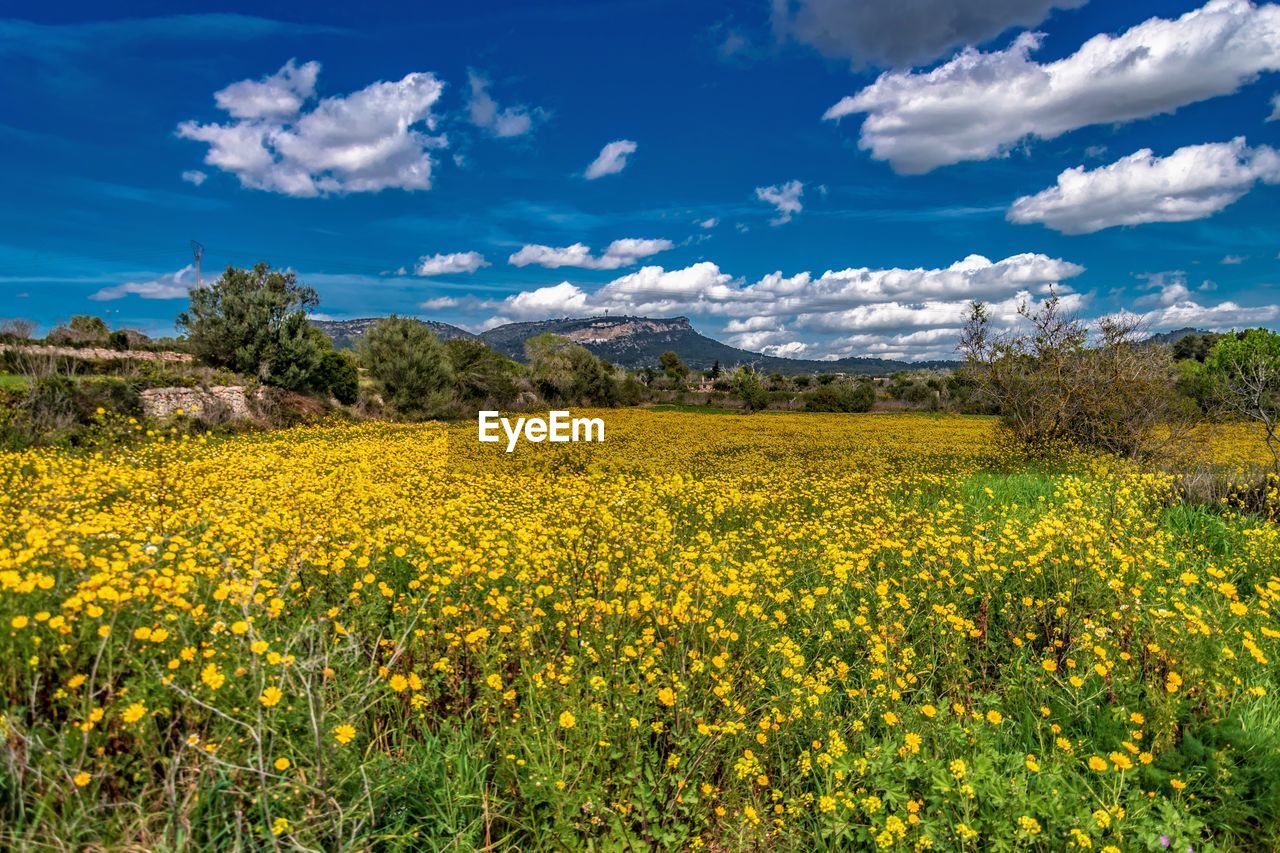 Yellow flowers growing on field against sky