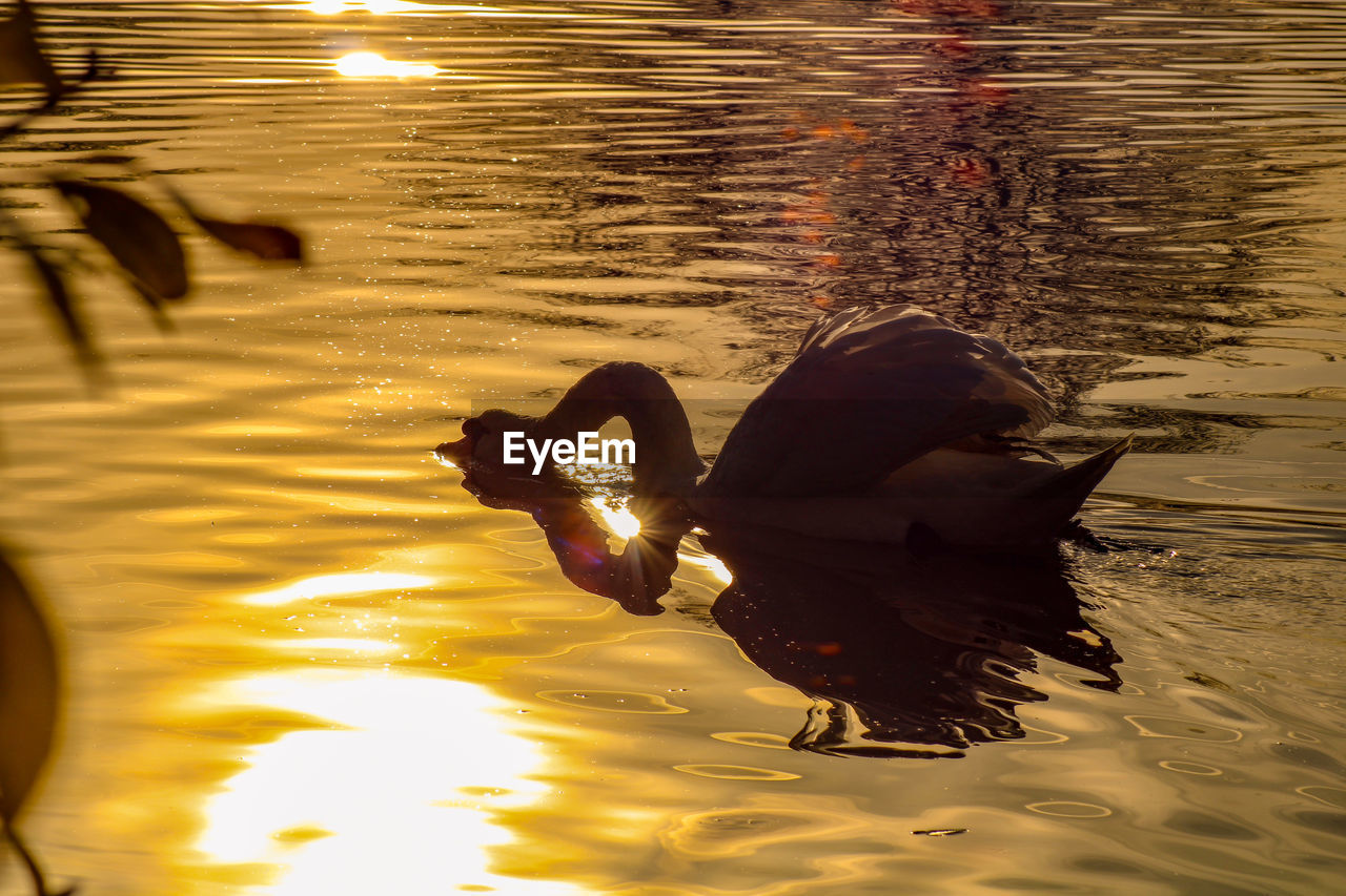 Reflection of swan swimming in lake during sunset
