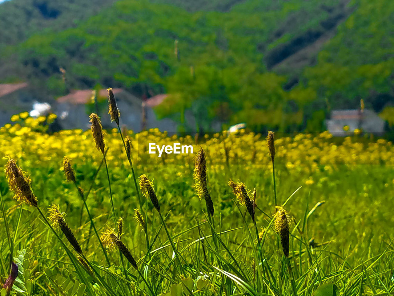 Close-up of flowering plants on field