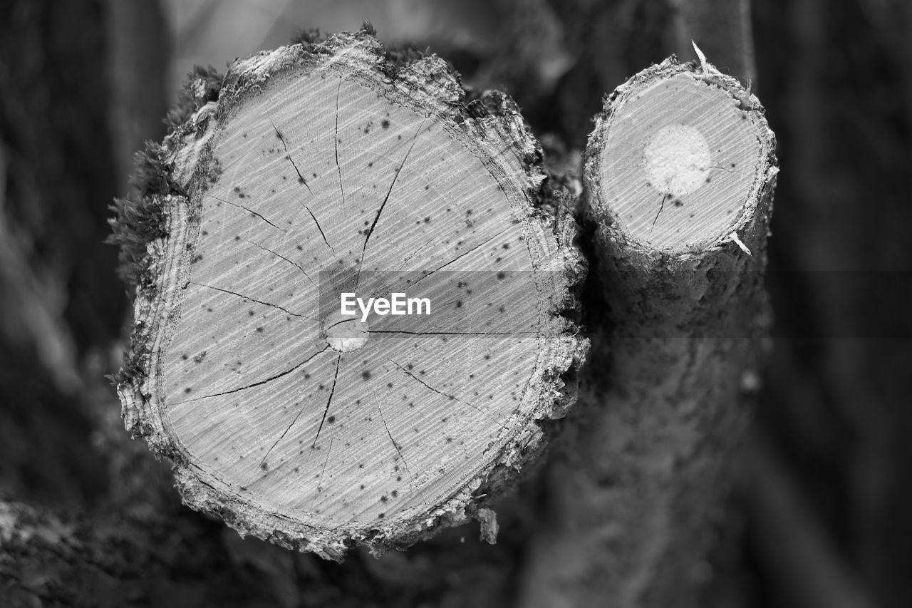 CLOSE-UP OF LEAF ON TREE STUMP