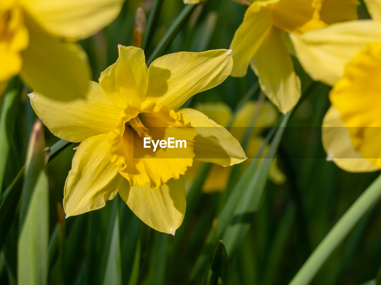 Close-up of yellow daffodil flowers
