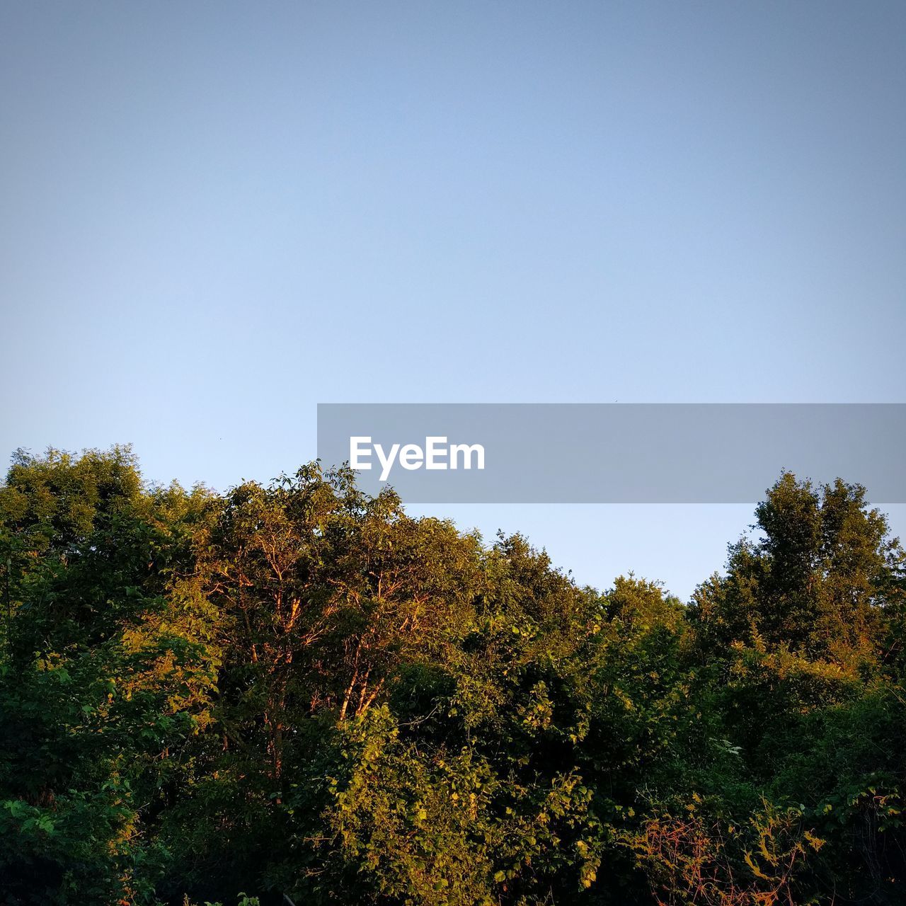 Low angle view of trees in forest against clear sky