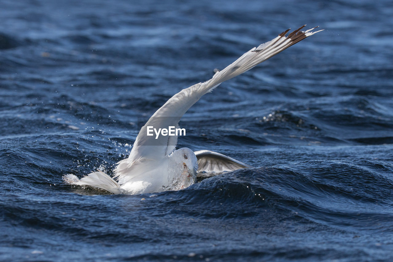 Close-up of seagull foraging in sea