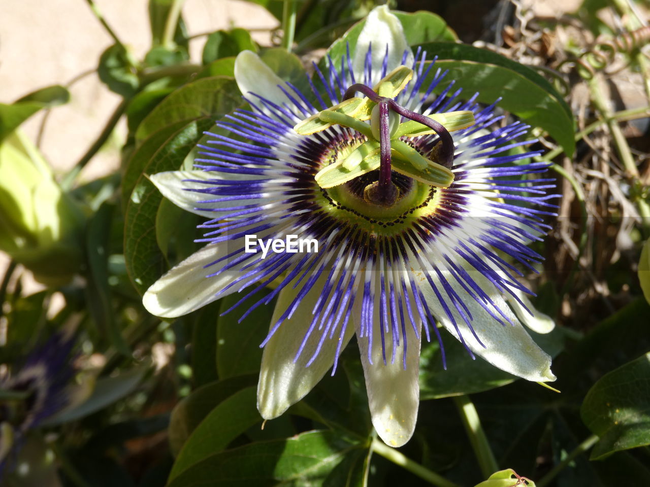 CLOSE-UP OF PURPLE PASSION FLOWER