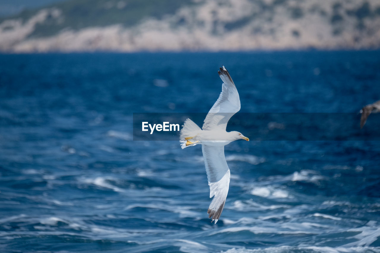 SEAGULL FLYING IN THE SEA