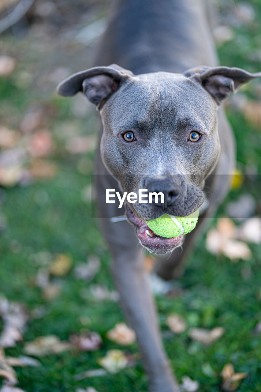 Pitbull puppy is waiting to play fetch with a tennis ball